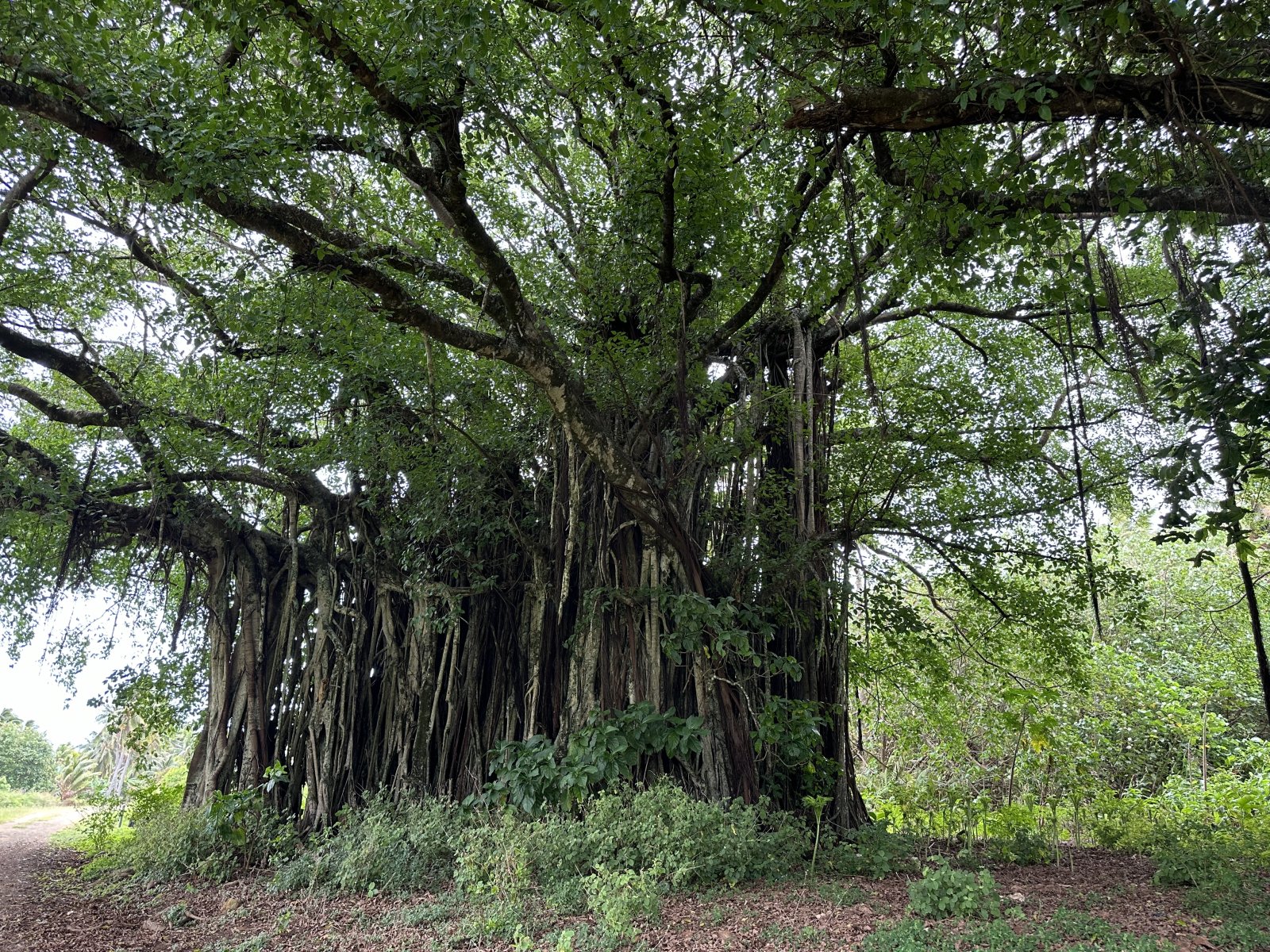 108. Banyan 1.JPG