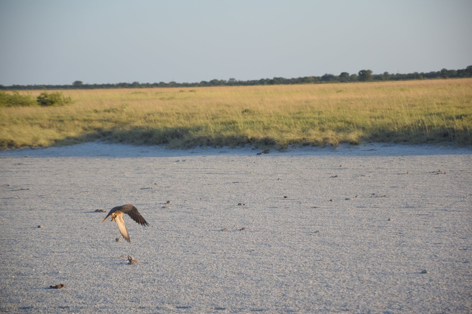 DSC_0129.JPG