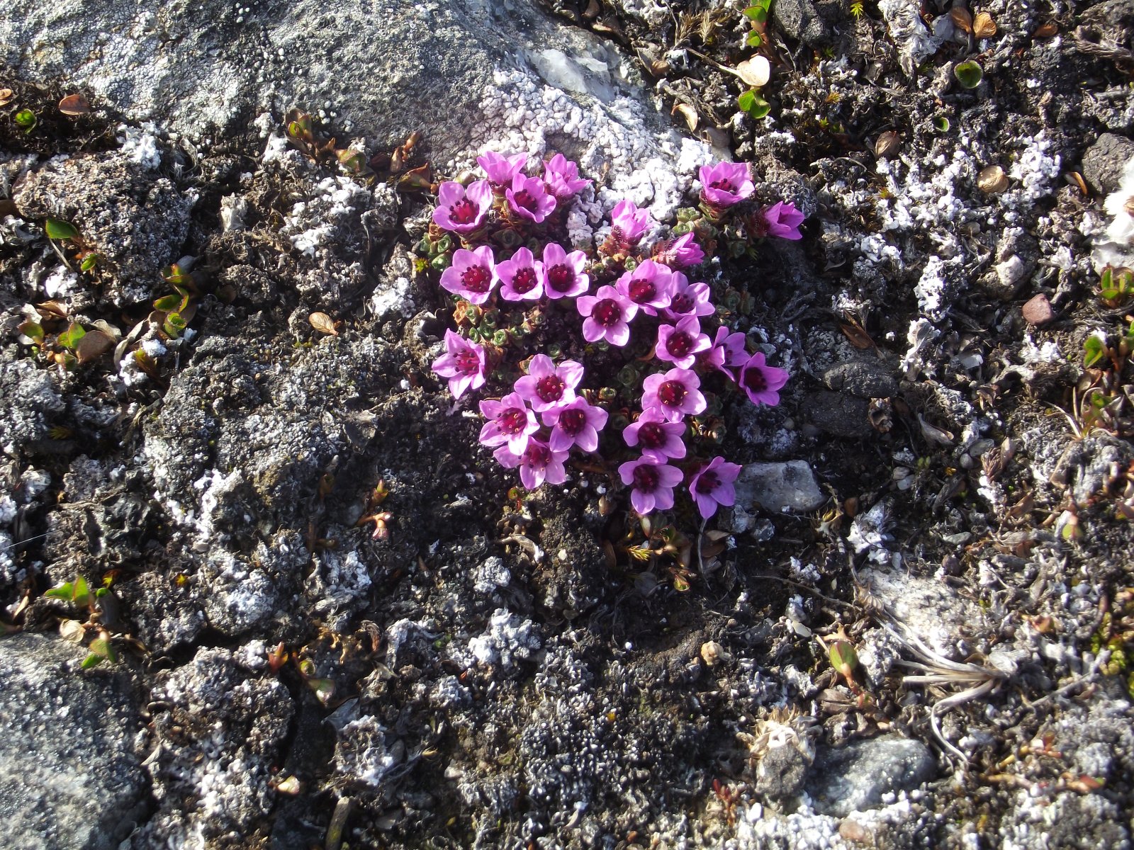 DSCF1977.JPG