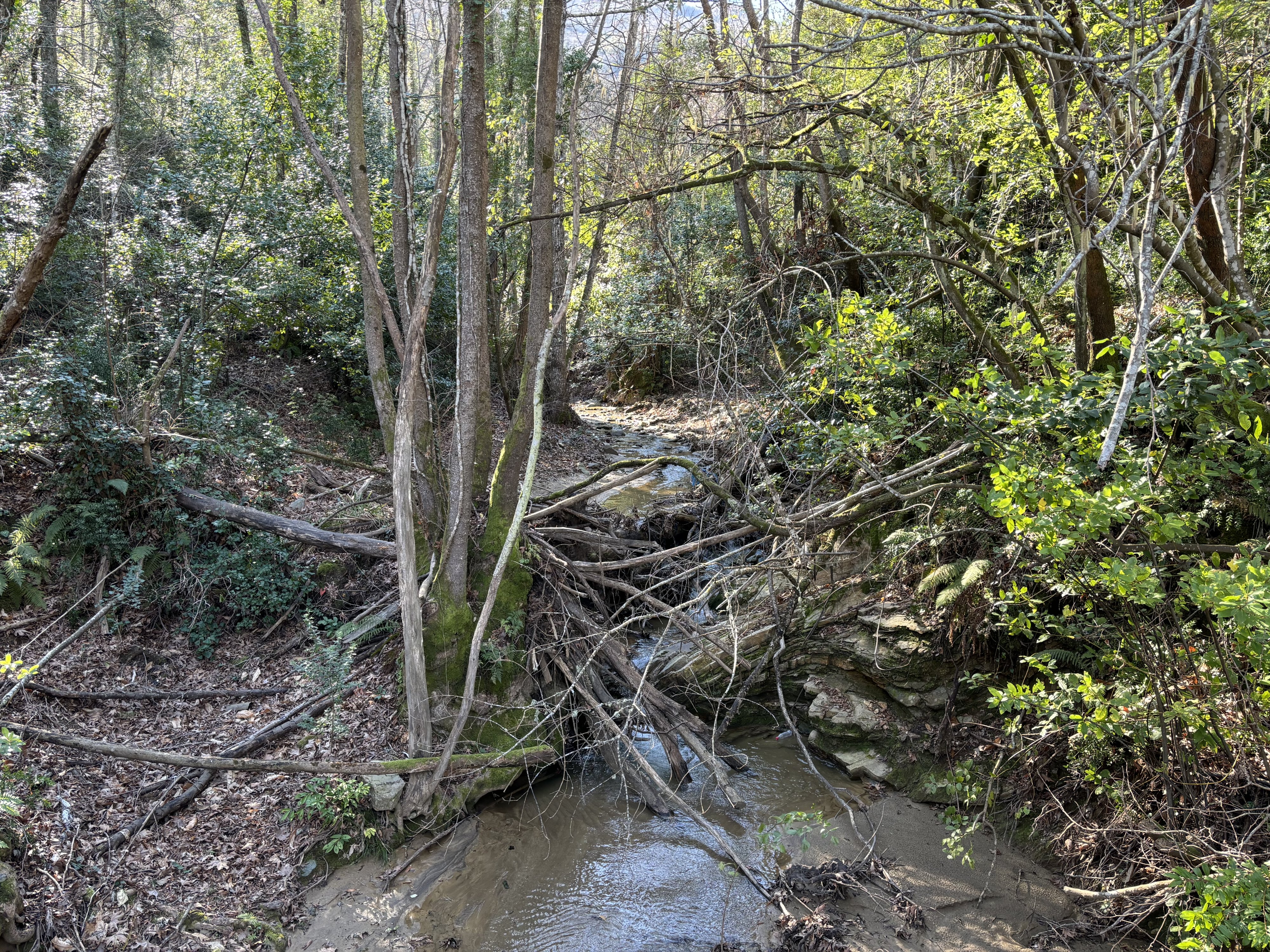 IMG_3809.jpeg