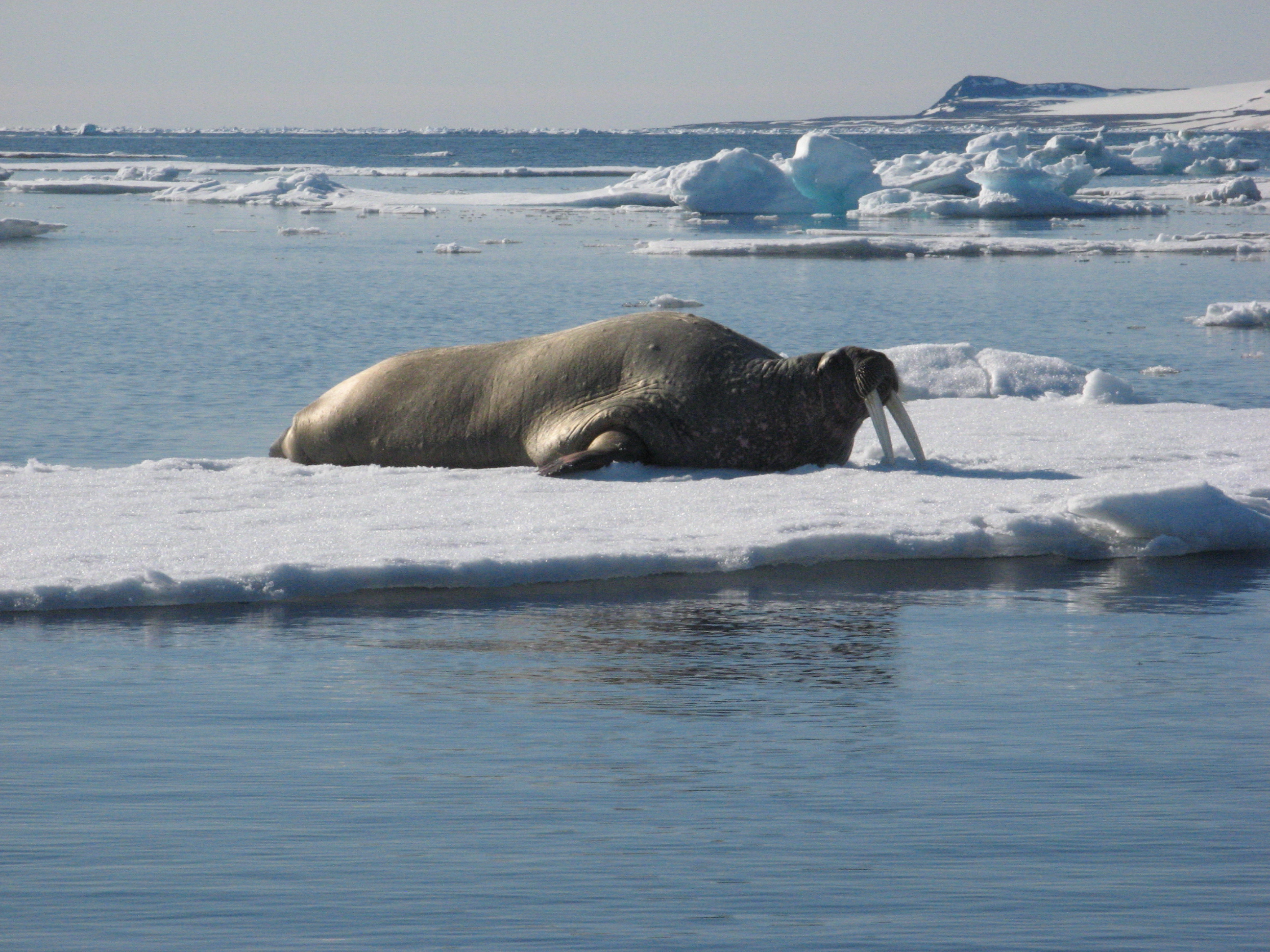 Walrus on ice.JPG