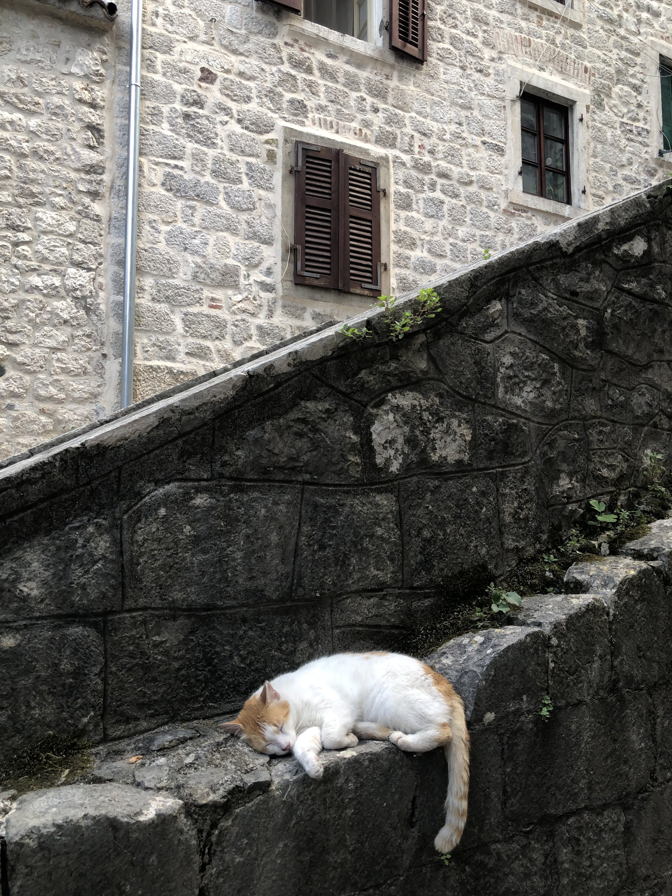 IMG_0064.jpeg