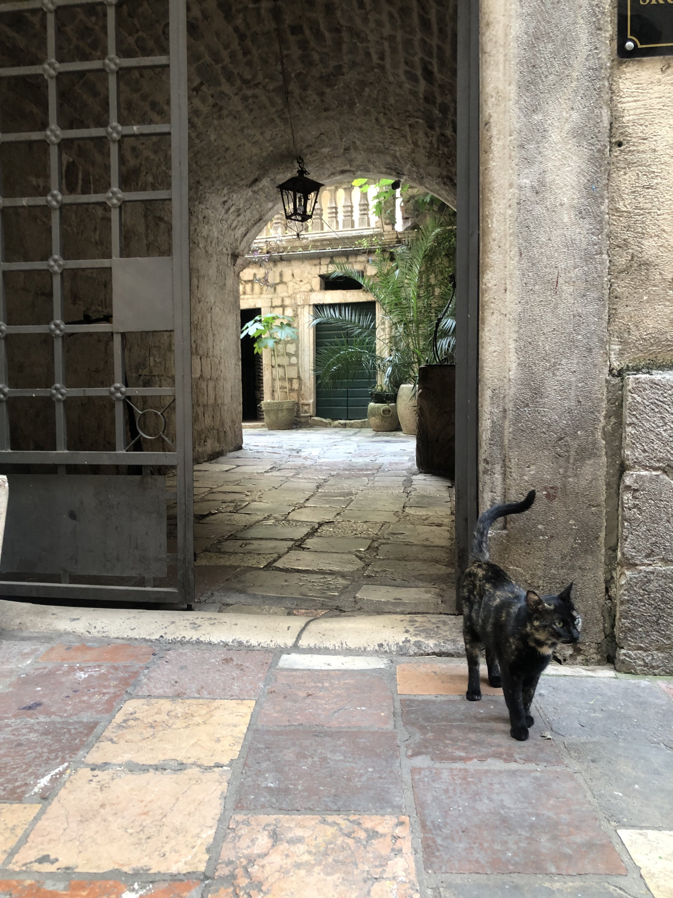 IMG_9944.jpeg