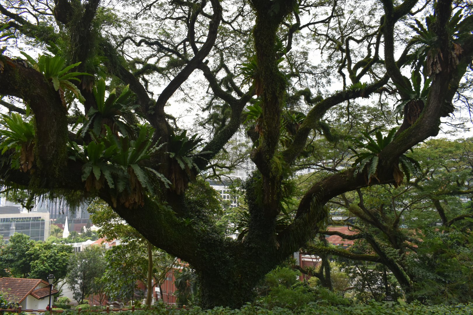 DSC_0972.JPG
