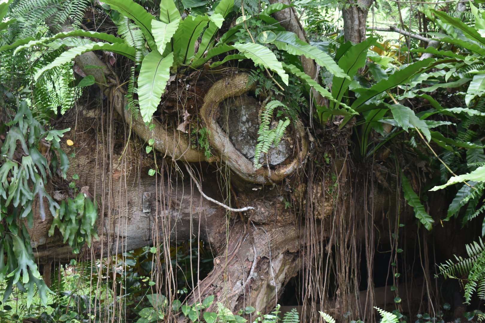 DSC_0980.JPG