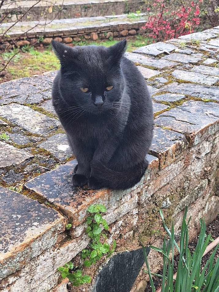 blackcat.jpg