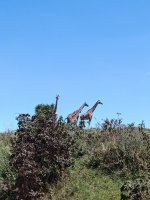 IMG_20250219_113958.jpg