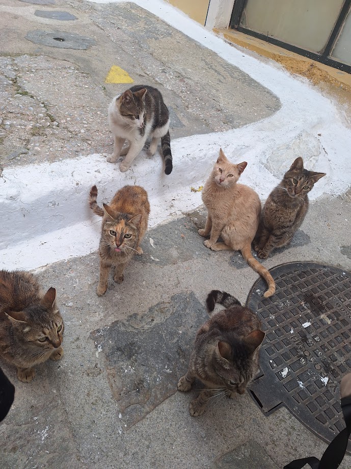 cats2.jpg