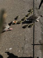 IMG_6789.jpeg