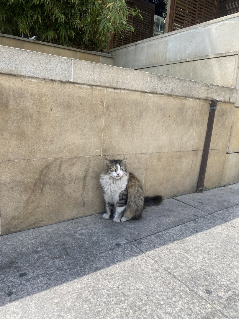 86792BF9-979F-4546-B12B-E45A67A99419.jpeg