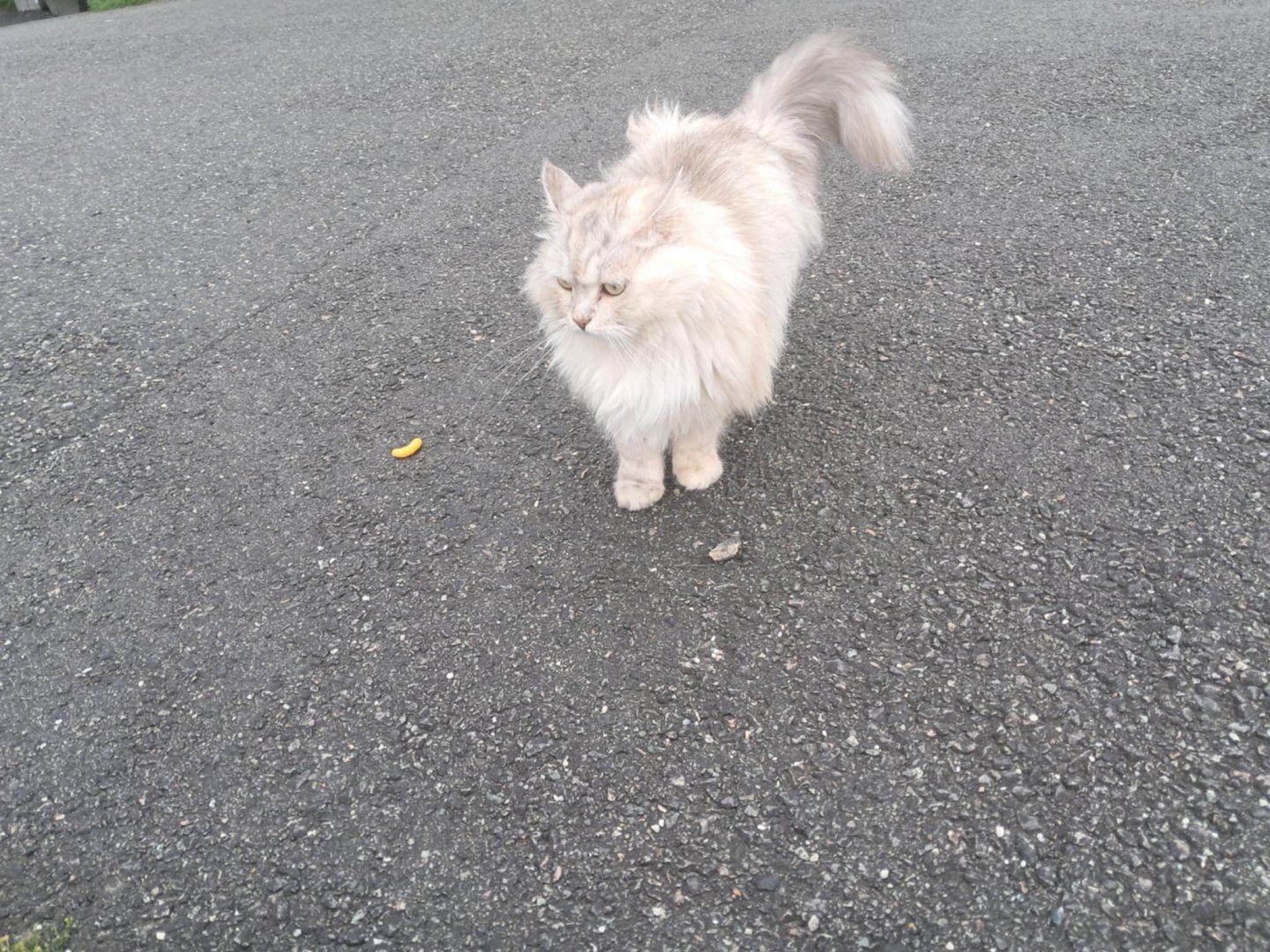 Messenger_creation_AC514EF9-307E-460F-9053-33ADD1B94C48.jpeg