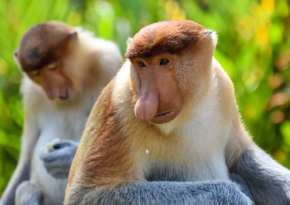 proboscis monkey.png