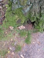 IMG_20250810_131913.jpg
