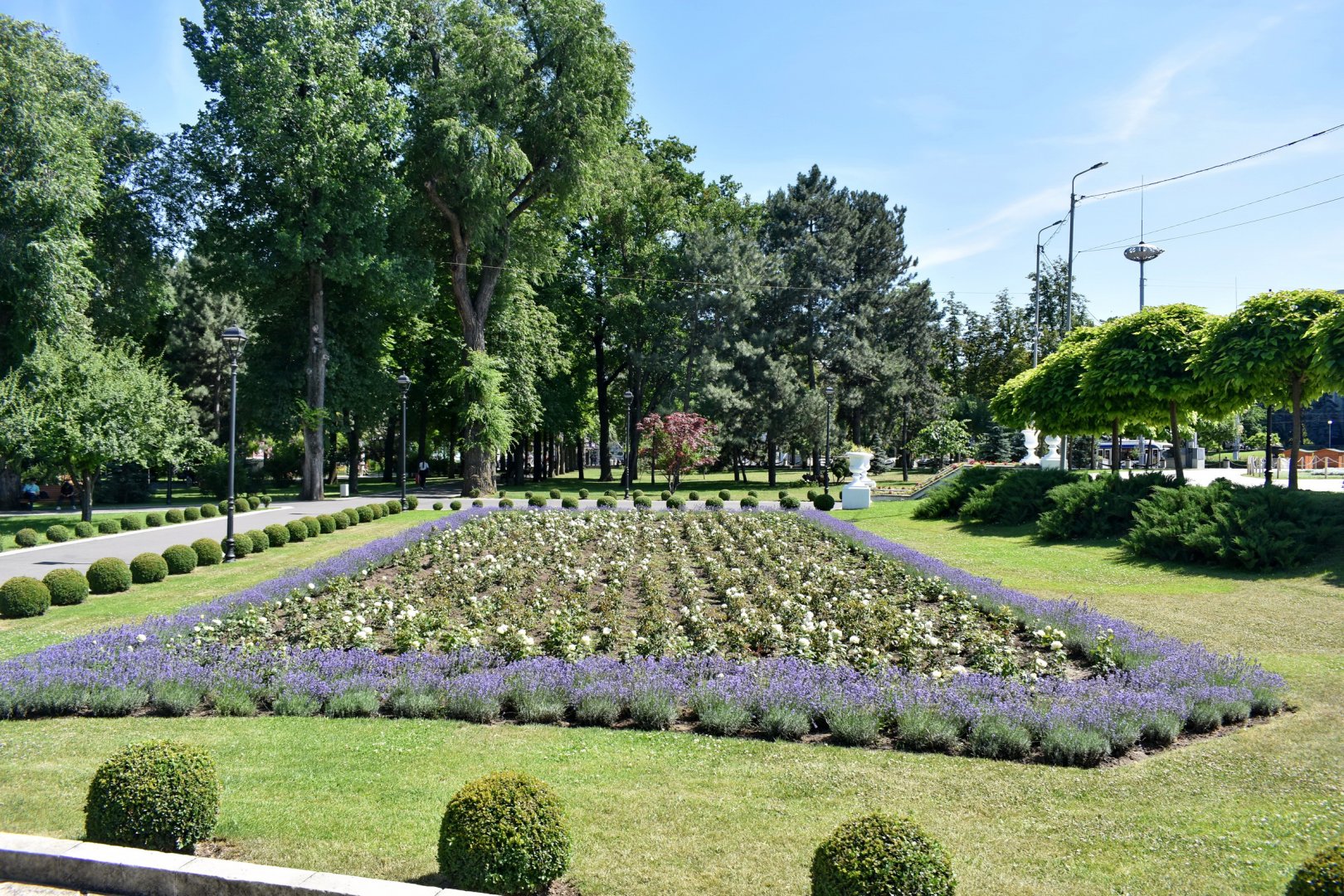 DSC_0810.JPG