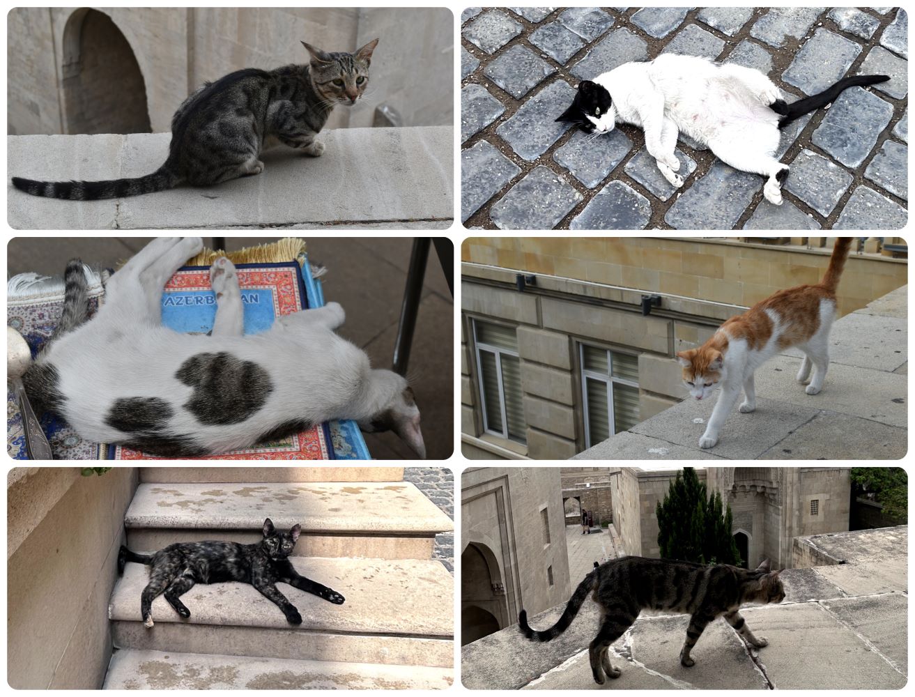 cats.jpg