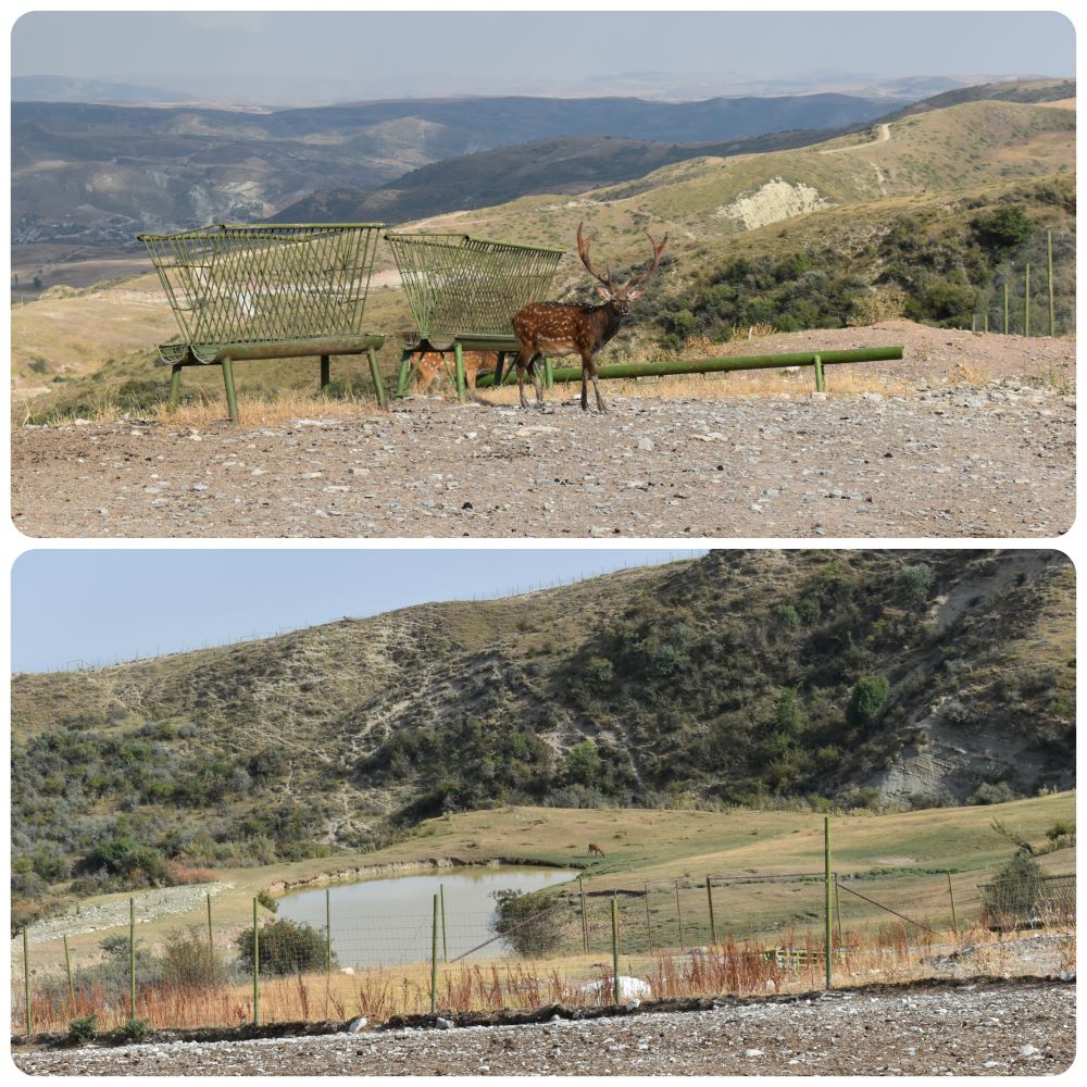 safaripark1.jpg