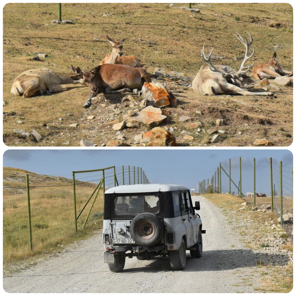 safaripark2.jpg