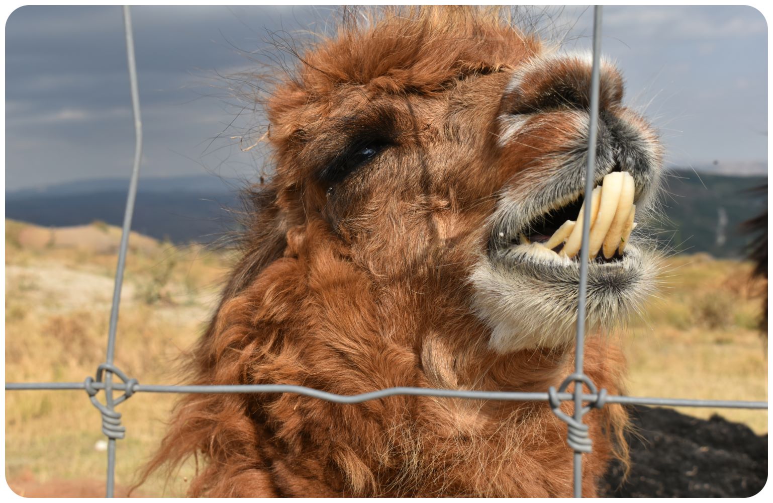 safaripark4.jpg