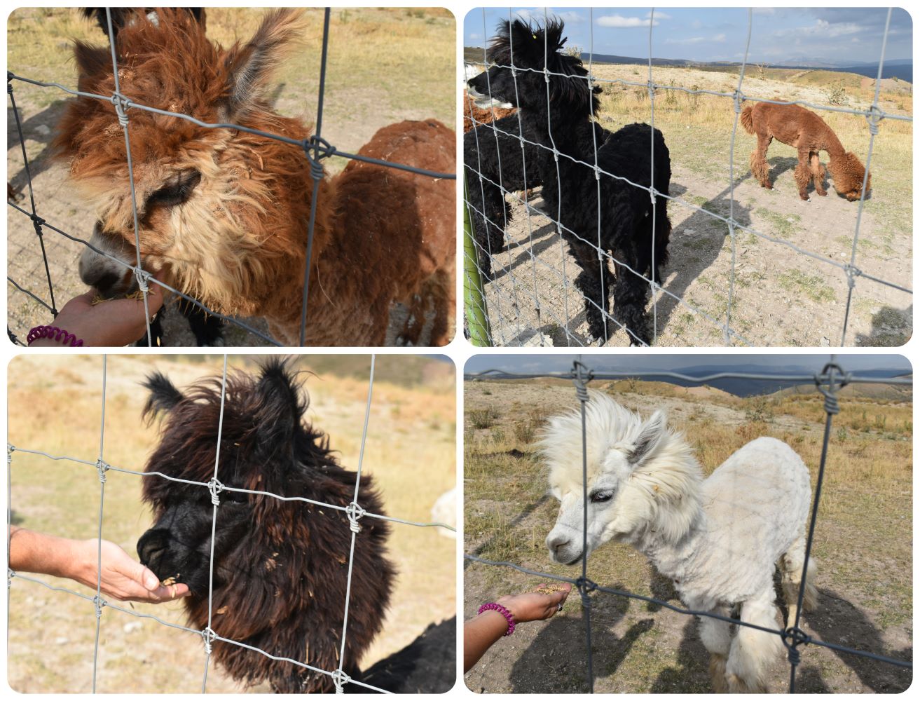 safaripark5.jpg