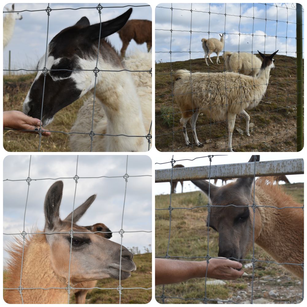 safaripark6.jpg