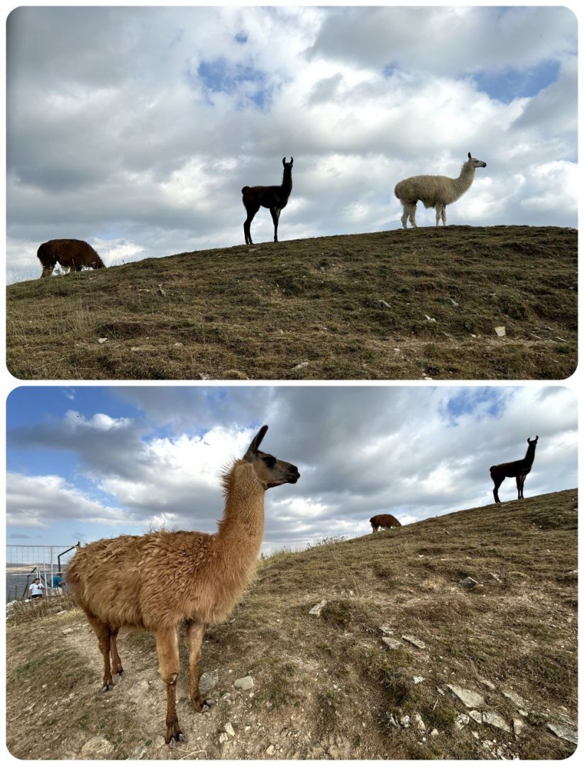 safaripark7.jpg