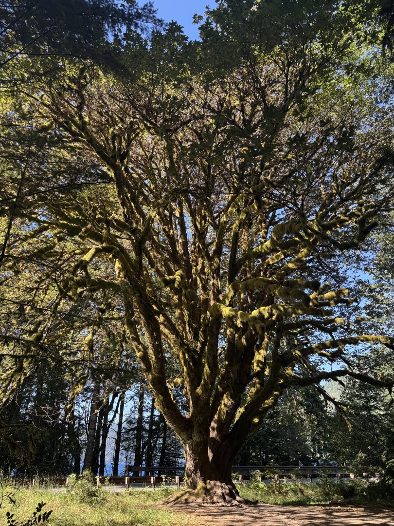 IMG_2367.jpeg