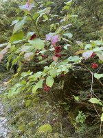 D1B7CC05-856D-4E8D-851D-1487E58C96D9.jpeg