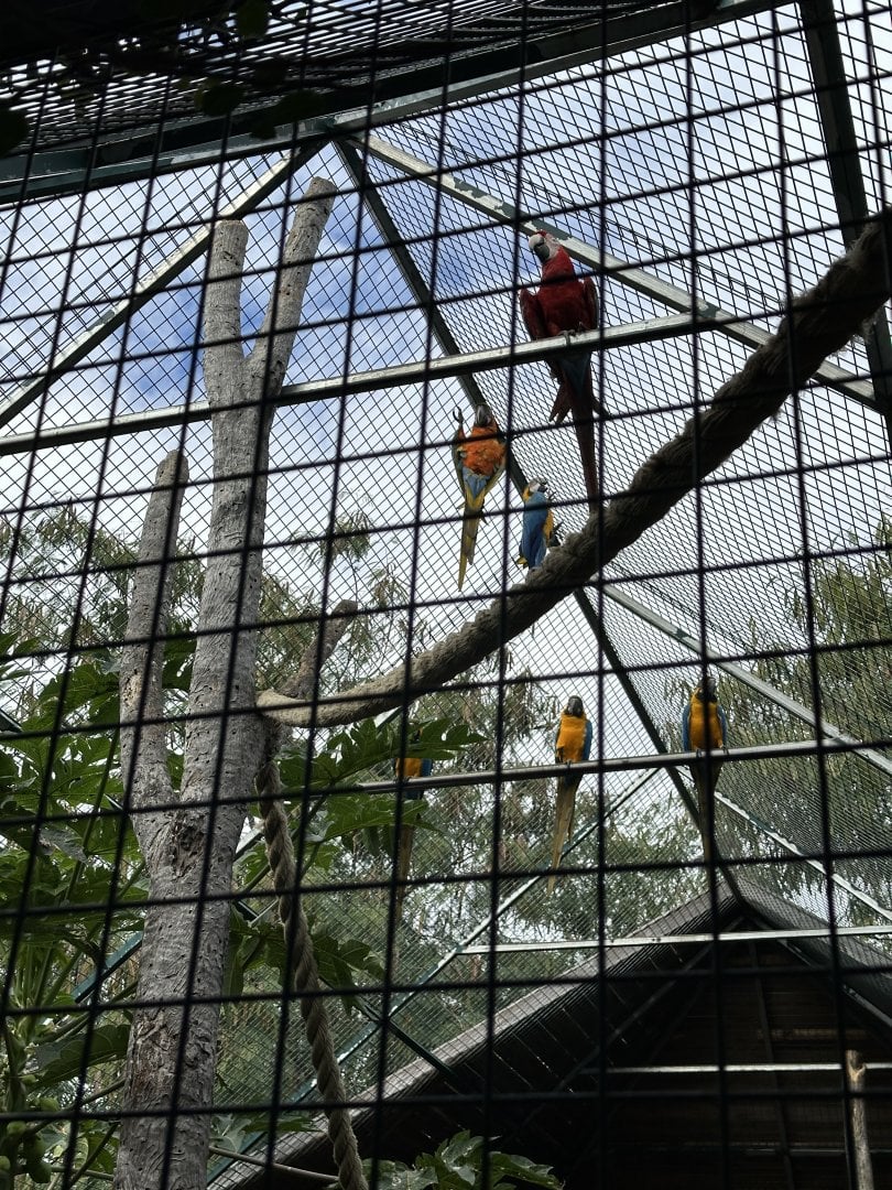 146a. Παπαγάλοι 1.JPG