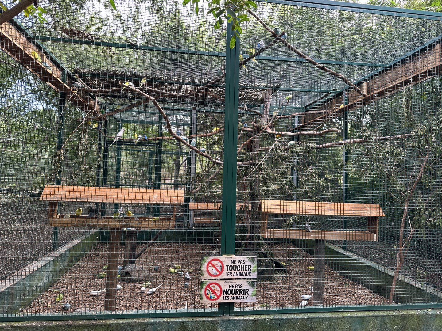 146b. Παπαγαλάκια 2.JPG