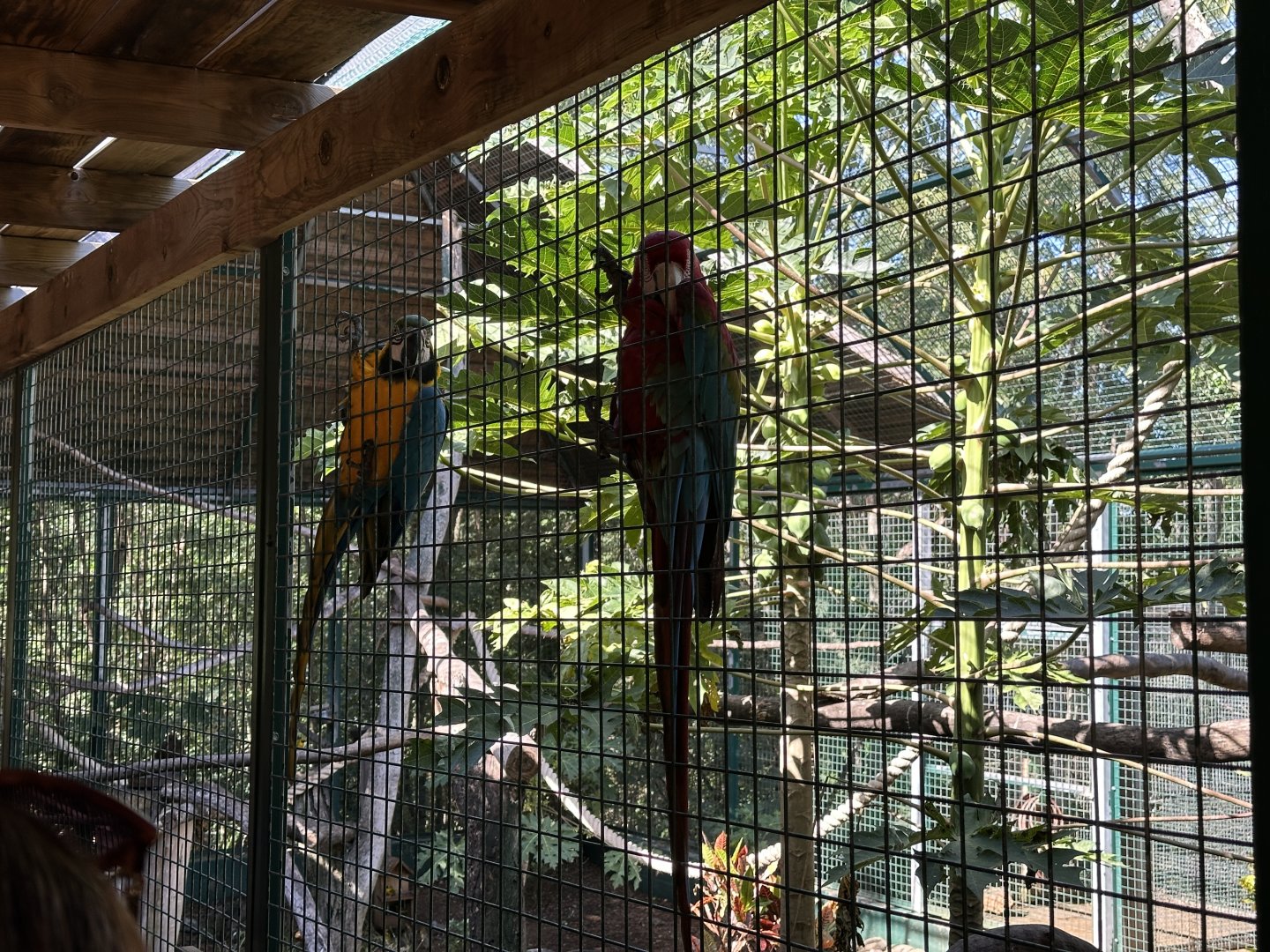 146c. Παπαγάλοι 3.JPG