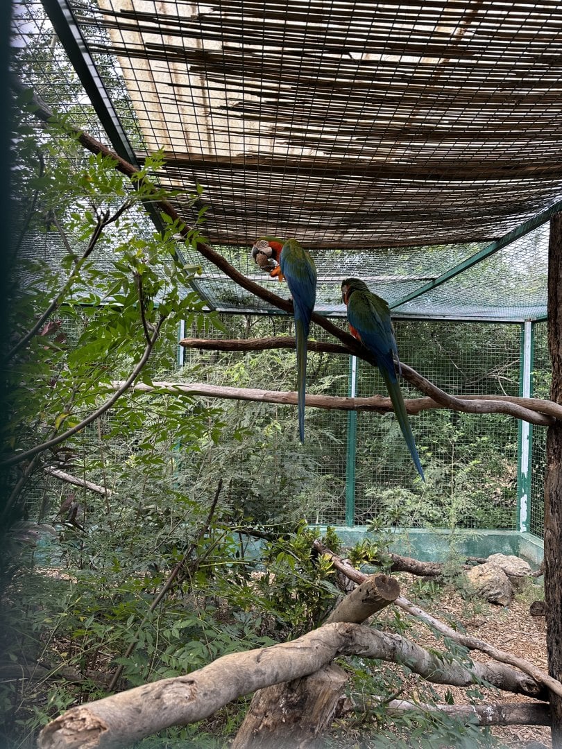 146d. Παπαγάλοι 4.JPG