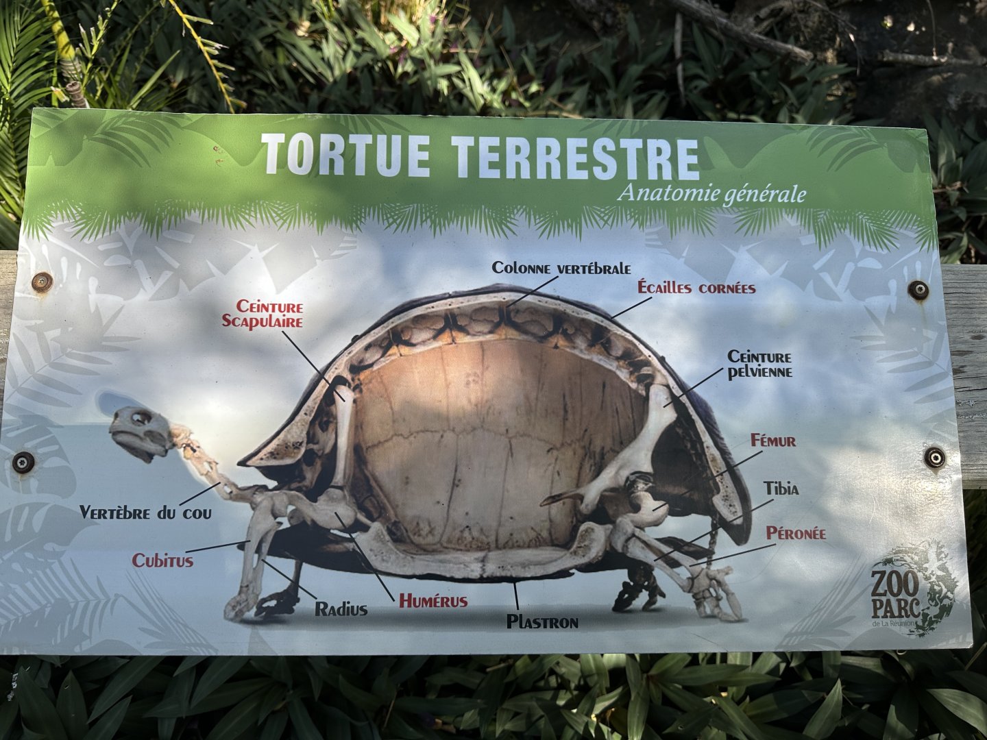 147a. Χελώνες 1.JPG