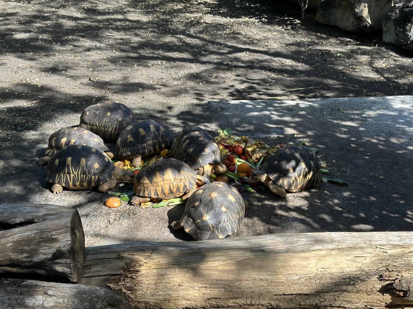 147b. Χελώνες 2.JPG