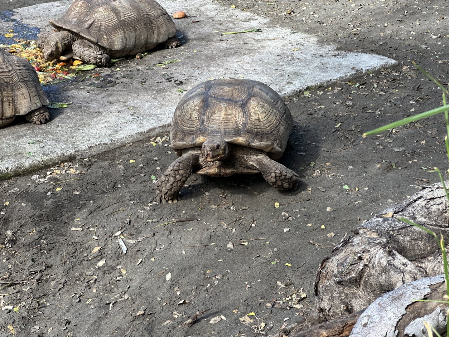 147c. Χελώνες 3.JPG