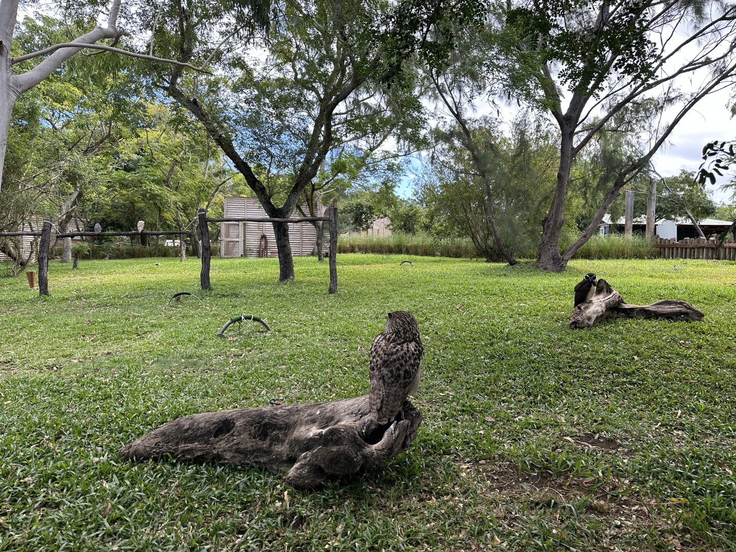 149a. Πουλιά 4.JPG