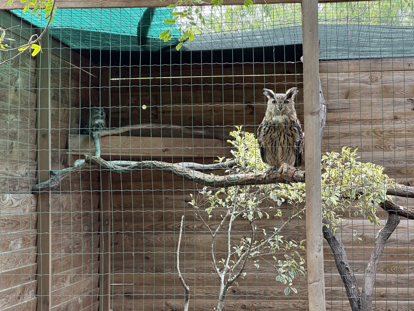 149b. Κουκουβάγια.JPG