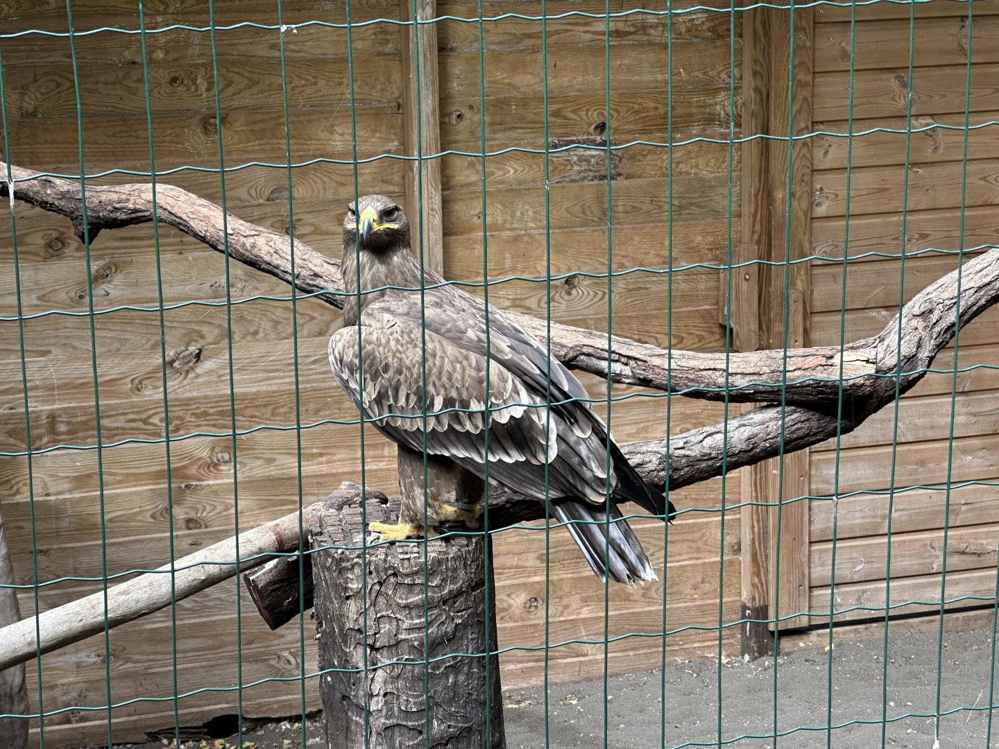 149c. Γεράκι.JPG