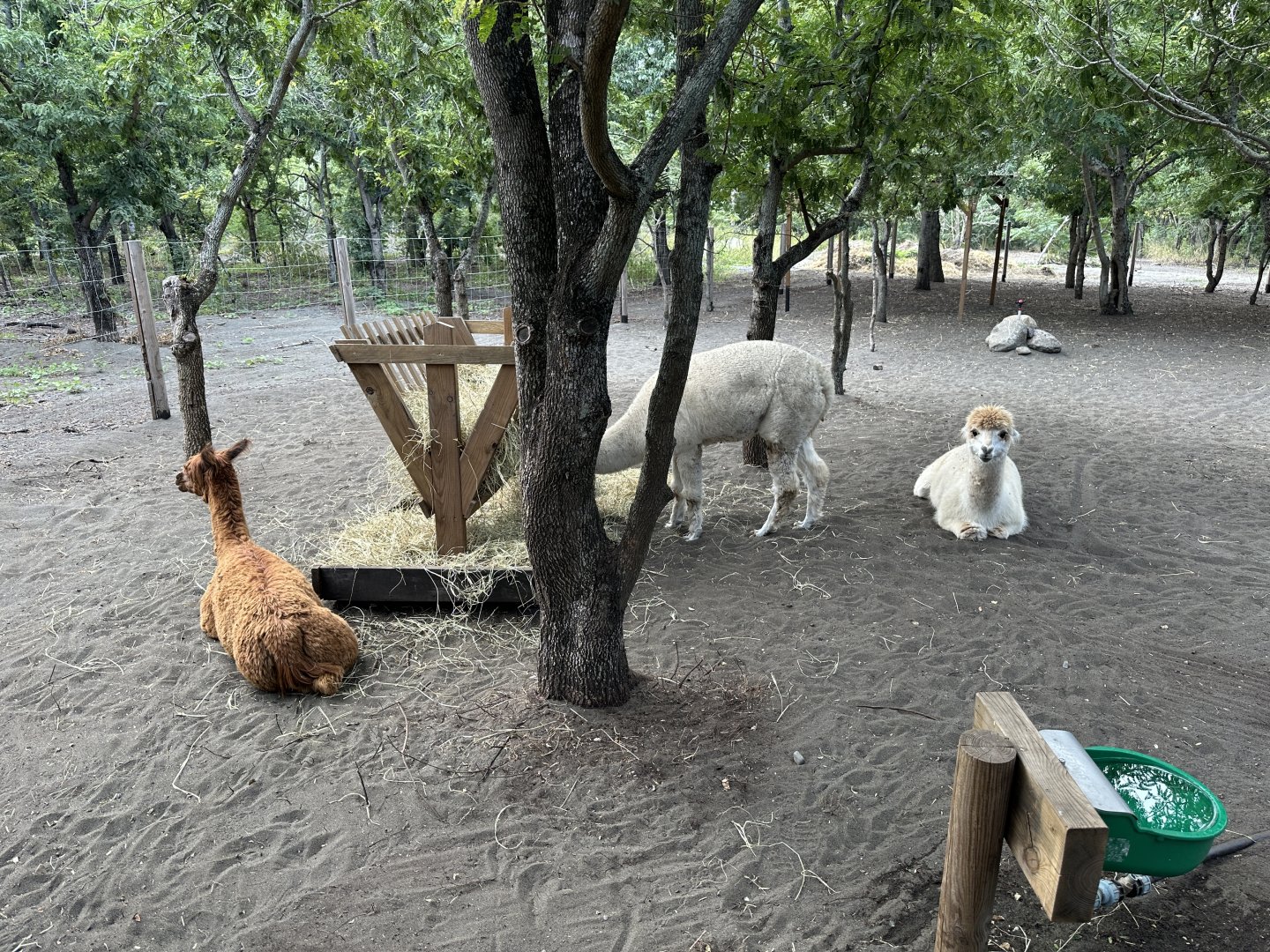 150a. Περού 1.JPG