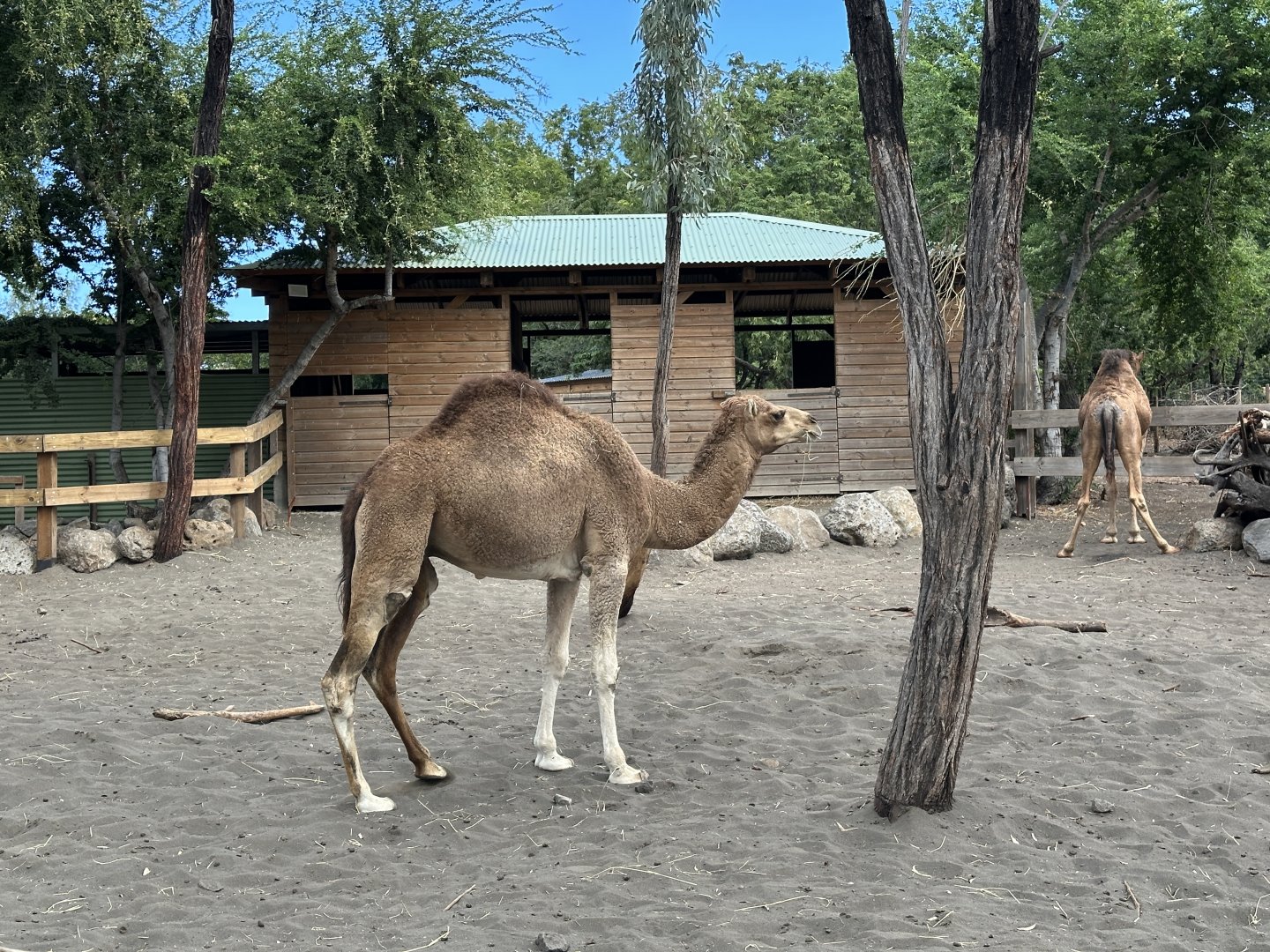 150c. Καμήλα.JPG