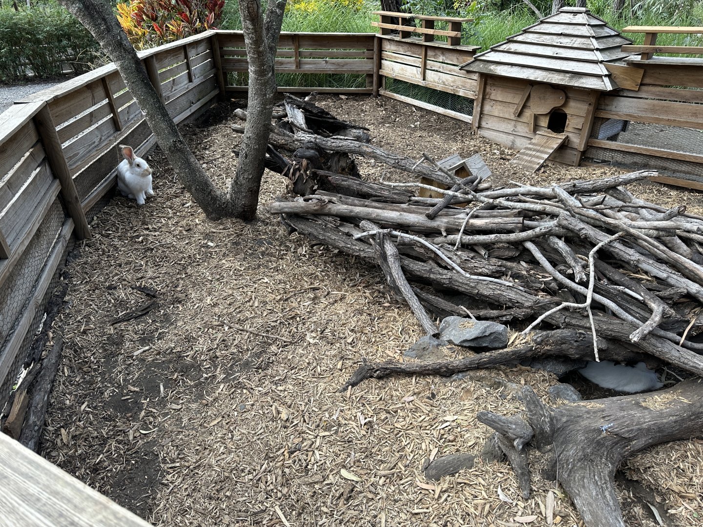 152. Κουνέλια.JPG