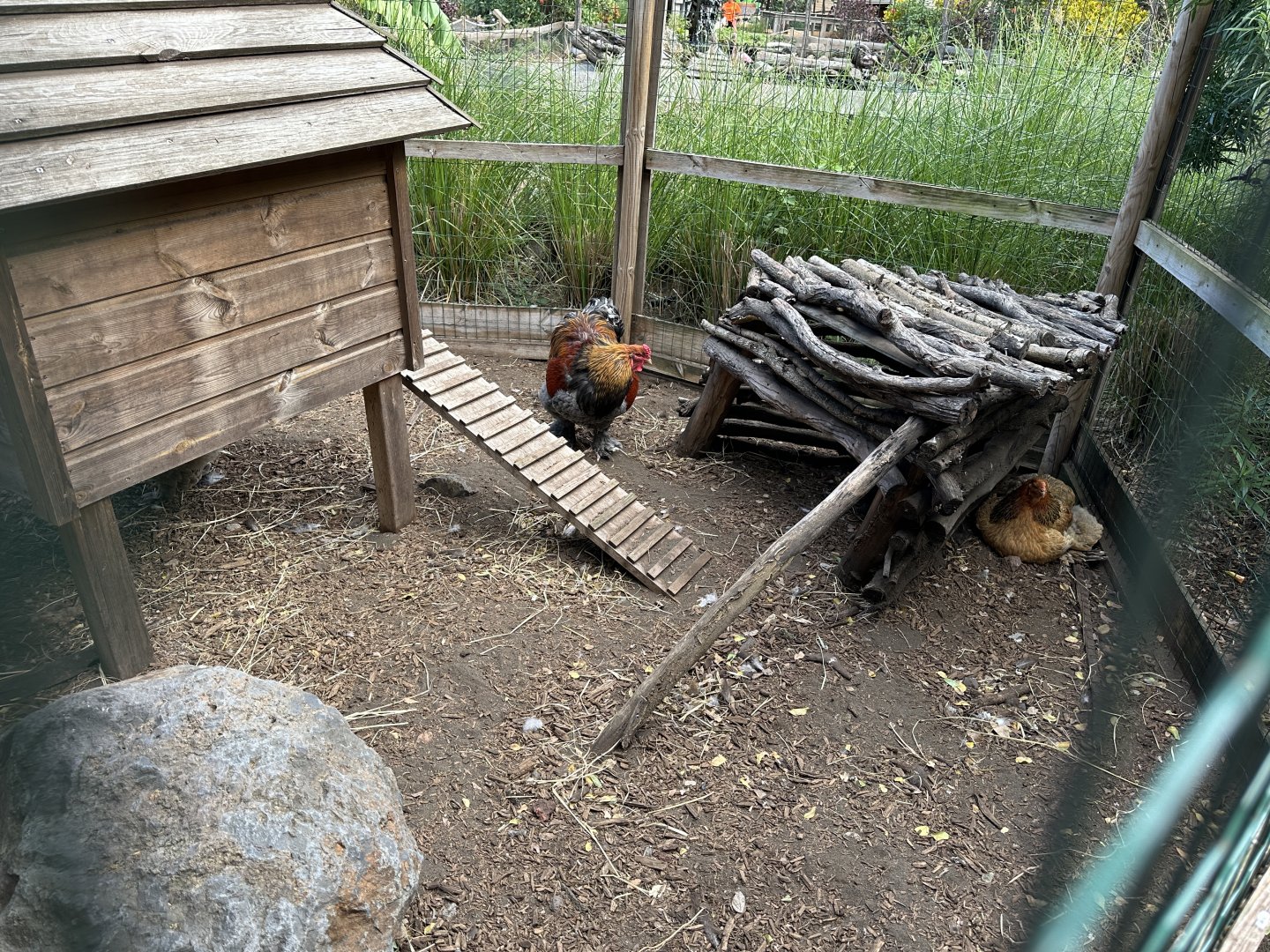 153. Πετεινός.JPG