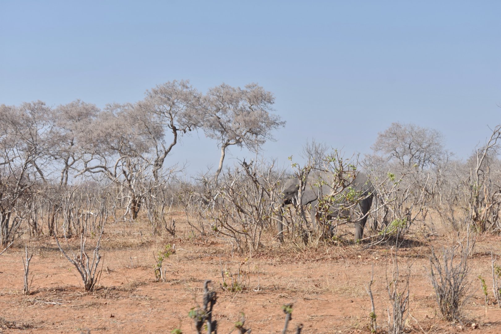 DSC_0999afb (81).JPG