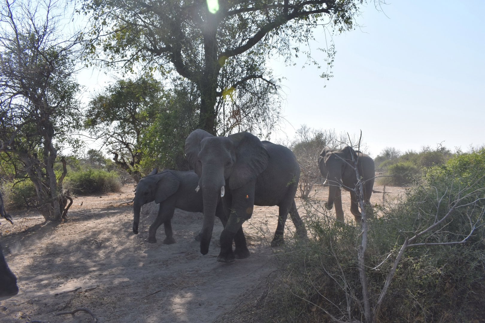 DSC_0999afb (96).JPG