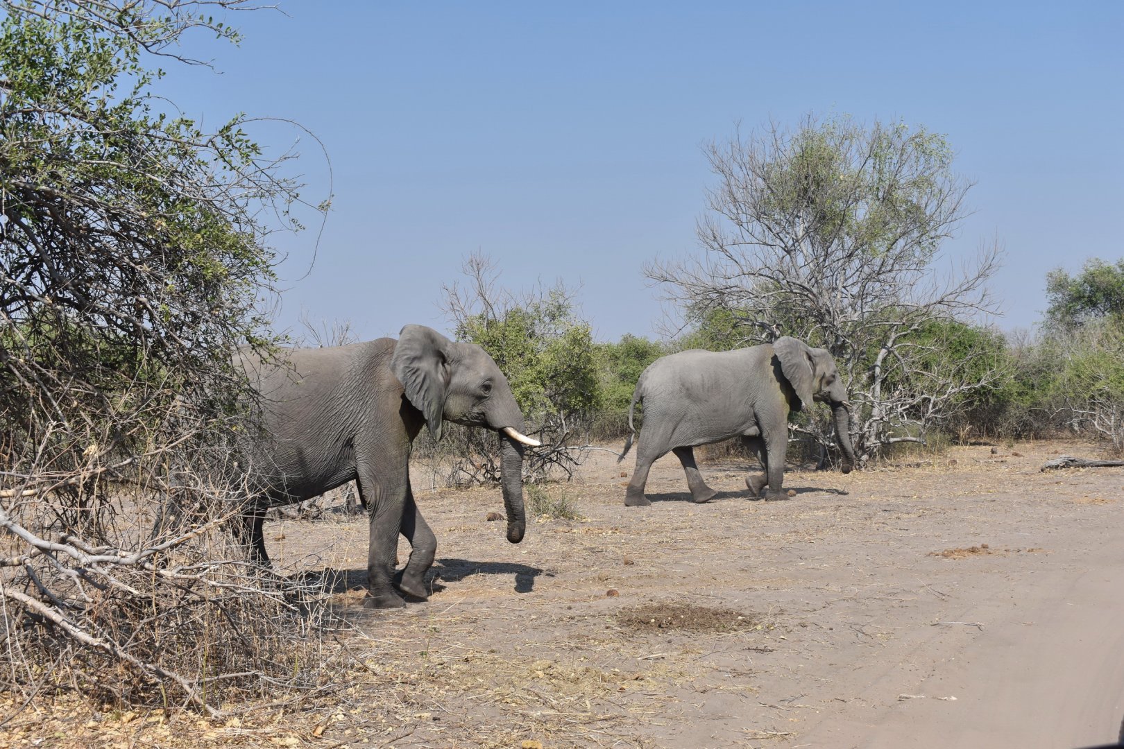 DSC_0999afb (99).JPG