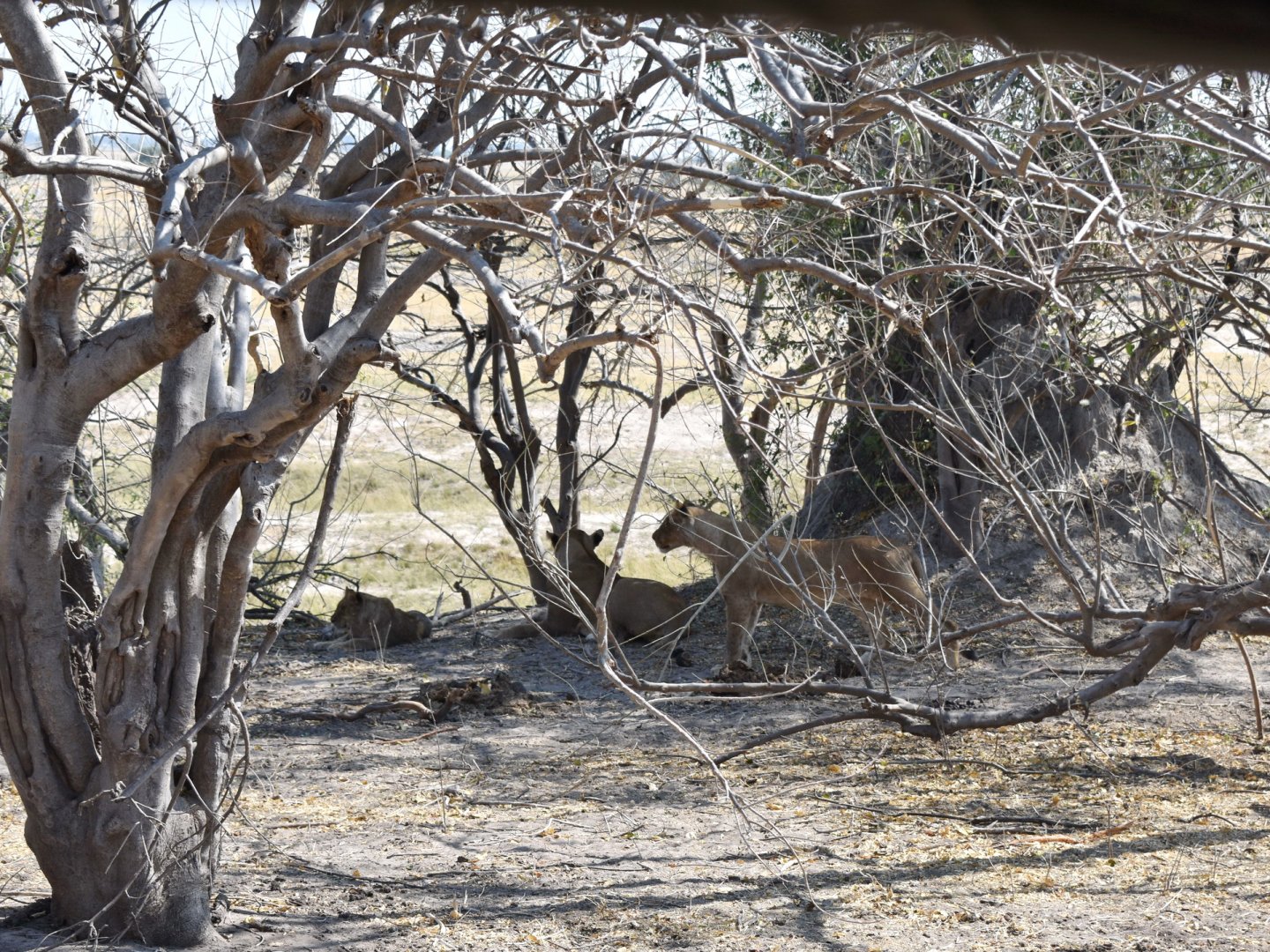 DSC_0999afb (111).JPG