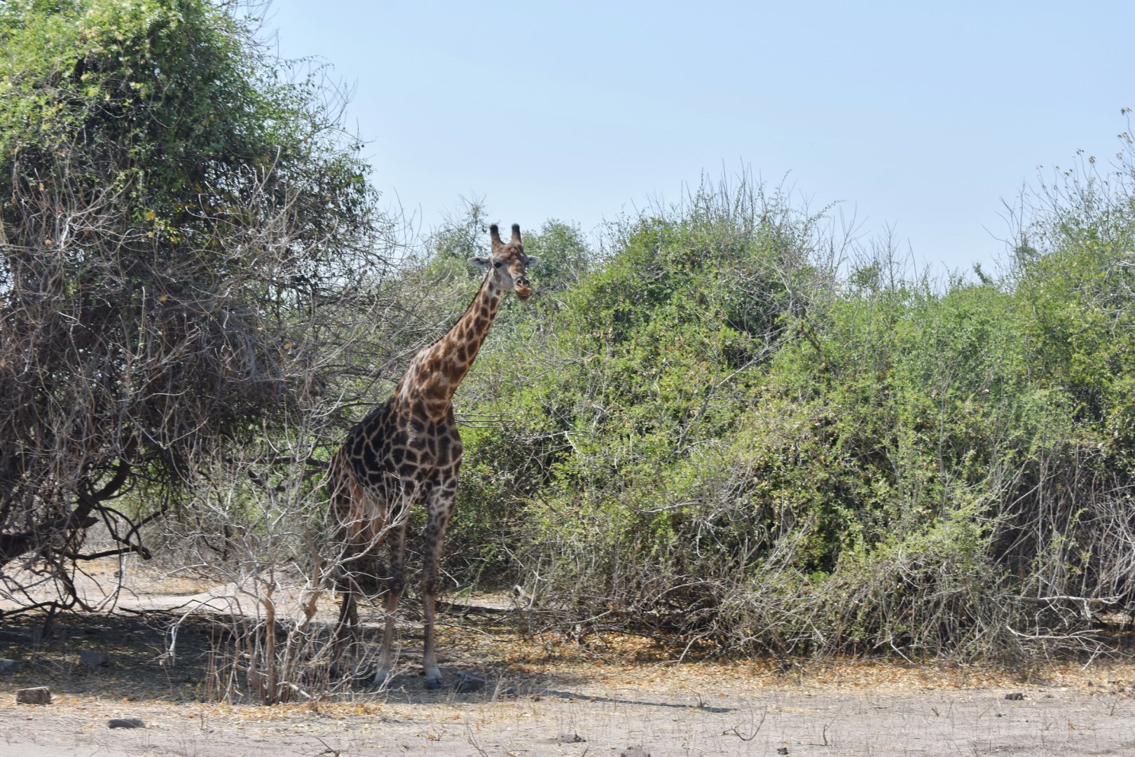 DSC_0999afb (150).JPG