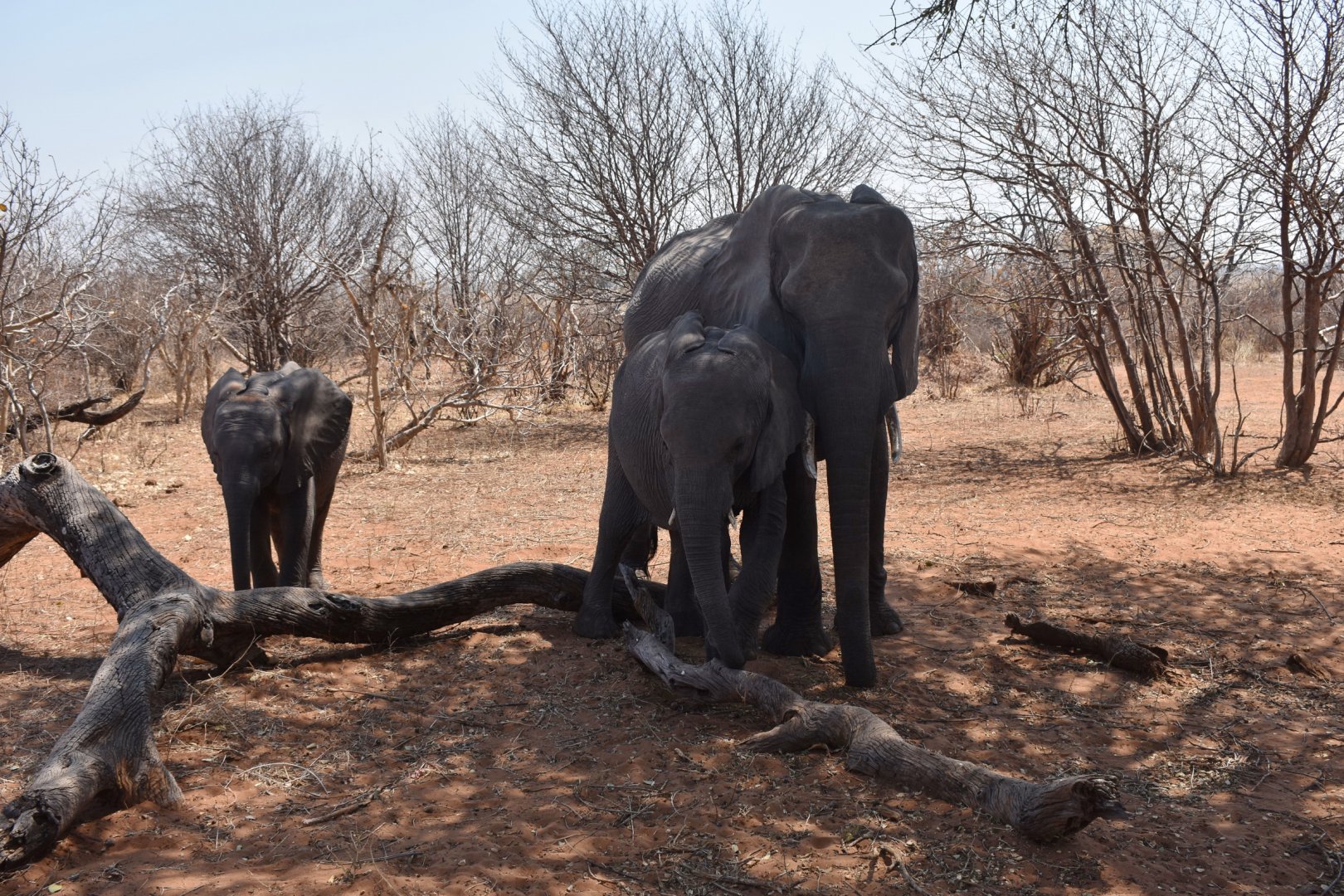 DSC_0999afb (175).JPG