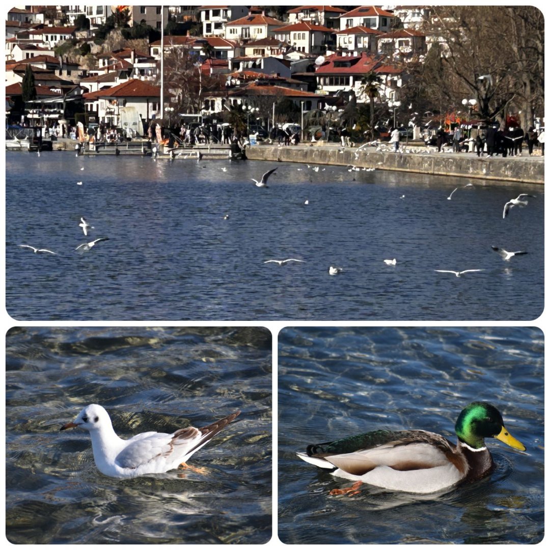 ohrida3.jpg