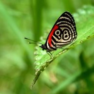 mariposa