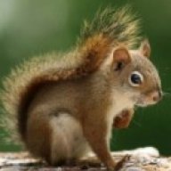 squirrelfaced
